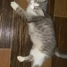 قطوه نادره للتبني قزمه للتبني