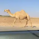القحه الشقحا الكفو