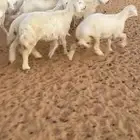 لبيع رخال مقنيوي