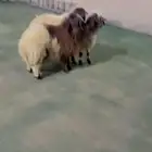 طليان نعيم الرياض حي الشفاء أي مكان نوصل فيه ذبح باقي ثلاثه