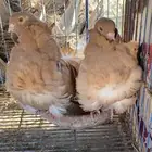 زوجين حمام كشكش منتج
