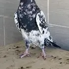 زوج رام بوري آخر ريشه