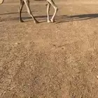 ناقه عشراء سليمه تحتها بكره طيبه