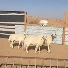 حريات