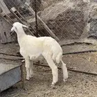 طلي سمين ونضيف شرط