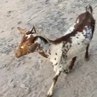 عنز