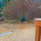 طاؤوس