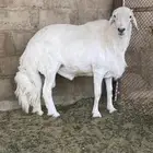 فحل على مستوى فحول غنم حري