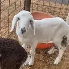 للبيع دواغير