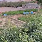 نعناع حساوي طبيعي 100 بدون اي مواد او رش