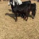 معزا للبيع
