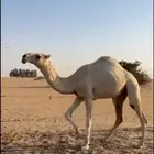 قعود علياني ساس وراس