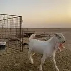 تيس مشروك ابيض