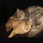 قطط