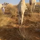 حوار عمره 6 شهور سمين وطيب بالحيل الموقع غرب مشذوبه