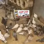 عرض على عشة سلفر فرنسي زاجل بلدي مشكل الجىز 14 ريال