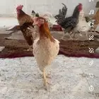 دجاج تركي لوهمان للبيع العدد28