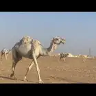 ناقة