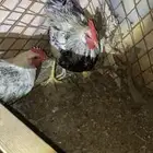ديكه بلدي