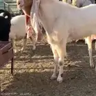 تيس فحل مشروط وحار