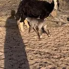 غنم نجد خلفات ثنيات 2ربعيات2