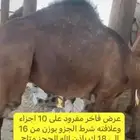 مفرود
