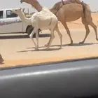 عشرا بكر صفرا كفوو