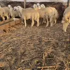 طليان مناسبات