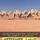ابل وضح ضرايب