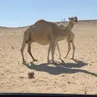 عشرا وجذعه للبيع