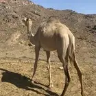 بكره