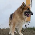كلاب حراس ذكر وانثى جرمني