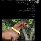 حصان عربي واهو