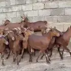 ماعز