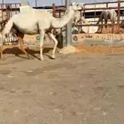 للبيع القحه الوضحه