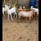 طليان نعيم وتيوس البيع - سوق الجربوع