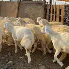 طليان وتيوس مراح وتربيه