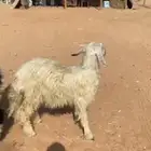 رخال نجد العدد2