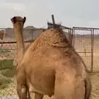 بكره للبيع عمرها 5 شهور