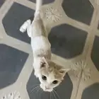 قط للتبني
