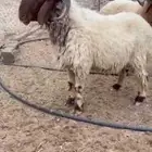 فحل نعيمي