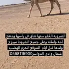 ضروبه منتج مشروطه كفو