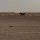 فرس شعبيه عمرها 5 سنوات