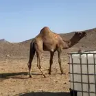 جمل