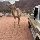 للبيع ناقه حايل جاهز لضراب