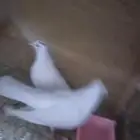 للبيع جوز صنعاوي ابيض