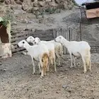ضان دفيع وجروم مشالله