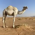 قعود للبيع