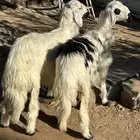 خروف ورخل للبيع