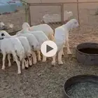 لبيع بهم العدد9 فيه رخال العمر شهرين والبقي على ثلاث شهور و